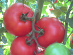 ghardel-paradajz-3.jpg