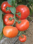 Melodia-paradajz-4.jpg