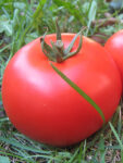 alfred-paradajz-1.jpg