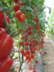 celllo-paradajz.jpg