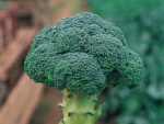 chevalier-F1-brokoli-2.jpg