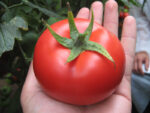 corvinus-paradajz-1.jpg