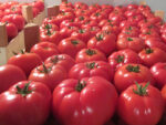 corvinus-paradajz-1.jpg
