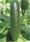 Seminis Flyer (Cucumber) copy