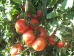 ghardel-paradajz-3.jpg