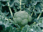 lord-F1-brokoli-1.jpg