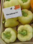 maradonna-paprika-1.jpg