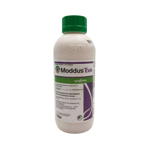 Modus Evo 1/1
